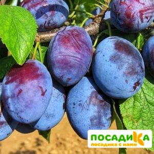 Слива Чачакская ранняя купить по цене от 229.00р. в интернет-магазине «Посадика» с доставкой почтой в в Великий Устюге и по всей России – [изображение №1].