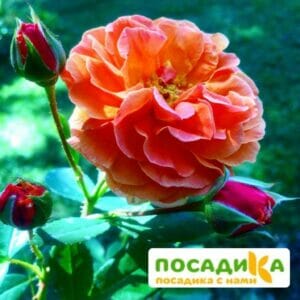 Роза Арабия купить по цене от 350.00р. в интернет-магазине «Посадика» с доставкой почтой в в Великий Устюге и по всей России – [изображение №1].