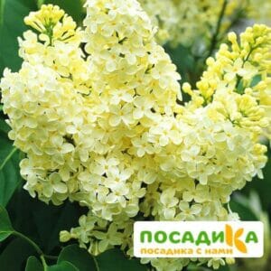 Сирень Примроуз (Primrose) купить по цене от 529.00р. в интернет-магазине «Посадика» с доставкой почтой в в Великий Устюге и по всей России – [изображение №1].