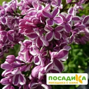 Сирень Сенсация купить по цене от 529.00р. в интернет-магазине «Посадика» с доставкой почтой в в Великий Устюге и по всей России – [изображение №1].