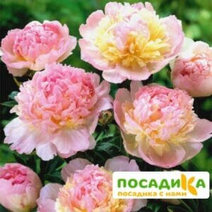 Пион Распберри Сандей (Paeonia Raspberry Sundae) купить по цене от 959р. в интернет-магазине «Посадика» с доставкой почтой в в Великий Устюге и по всей России – [изображение №1].