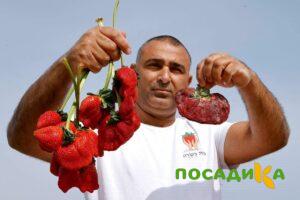 Клубника Гигант Джорнея купить по цене от 266р. в интернет-магазине «Посадика» с доставкой почтой в в Великий Устюге и по всей России – [изображение №1].