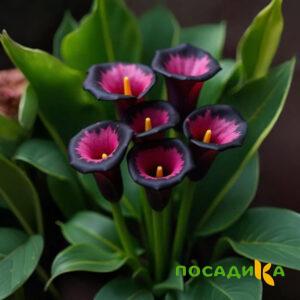 Калла Аура Лейс купить по цене от 400р. в интернет-магазине «Посадика» с доставкой почтой в в Великий Устюге и по всей России – [изображение №1].