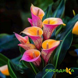 Калла Оникс купить по цене от 450р. в интернет-магазине «Посадика» с доставкой почтой в в Великий Устюге и по всей России – [изображение №1].