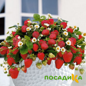 Клубника Рубиновый Шепот (горшечная) купить по цене от 240р. в интернет-магазине «Посадика» с доставкой почтой в в Великий Устюге и по всей России – [изображение №1].
