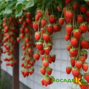 Клубника вьющаяся Комплимент купить по цене от 470р. в интернет-магазине «Посадика» с доставкой почтой в в Великий Устюге и по всей России – [изображение №1].