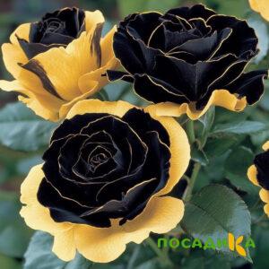 Роза Ханни Сикл купить по цене от 700р. в интернет-магазине «Посадика» с доставкой почтой в в Великий Устюге и по всей России – [изображение №1].