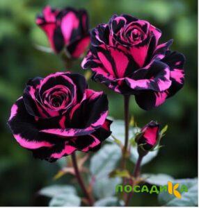Роза Багровый Шепот купить по цене от 366р. в интернет-магазине «Посадика» с доставкой почтой в в Великий Устюге и по всей России – [изображение №1].