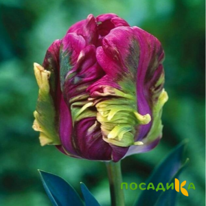 Тюльпан Экзотик Хэвен купить по цене от 186р. в интернет-магазине «Посадика» с доставкой почтой в в Великий Устюге и по всей России – [изображение №1].