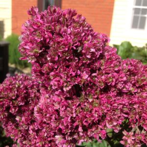 Флокс Филингс купить по цене от 329р. в интернет-магазине «Посадика» с доставкой почтой в в Великий Устюге и по всей России – [изображение №1].