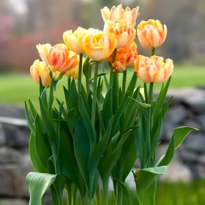Тюльпан Верона Санрайз купить по цене от 280р. в интернет-магазине «Посадика» с доставкой почтой в в Великий Устюге и по всей России – [изображение №1].
