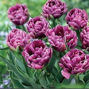 Тюльпан Айс Крим купить по цене от 430р. в интернет-магазине «Посадика» с доставкой почтой в в Великий Устюге и по всей России – [изображение №1].