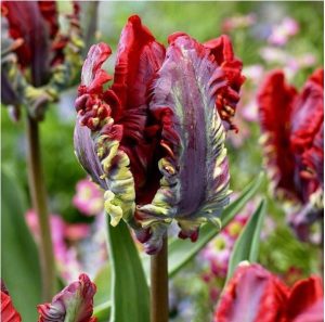 Тюльпан Рококо купить по цене от 350р. в интернет-магазине «Посадика» с доставкой почтой в в Великий Устюге и по всей России – [изображение №1].