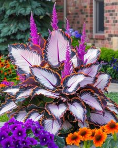 Хоста Кримэн Дрим купить по цене от 549р. в интернет-магазине «Посадика» с доставкой почтой в в Великий Устюге и по всей России – [изображение №1].