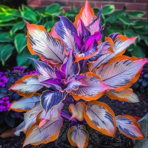 Хоста Эмеральд Тиара купить по цене от 602р. в интернет-магазине «Посадика» с доставкой почтой в в Великий Устюге и по всей России – [изображение №1].