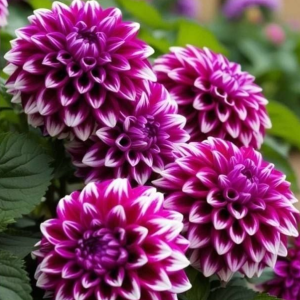 Георгин Кристал Корт купить по цене от 602р. в интернет-магазине «Посадика» с доставкой почтой в в Великий Устюге и по всей России – [изображение №1].