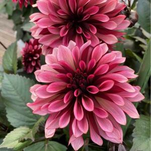 Георгин Перли Сансет купить по цене от 309р. в интернет-магазине «Посадика» с доставкой почтой в в Великий Устюге и по всей России – [изображение №1].