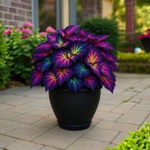 Хоста Фрости Блю купить по цене от 389р. в интернет-магазине «Посадика» с доставкой почтой в в Великий Устюге и по всей России – [изображение №1].