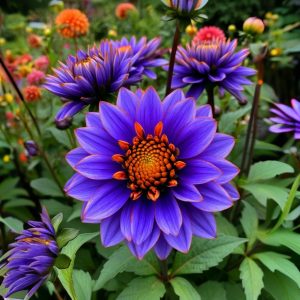 Георгин Лазурит купить по цене от 799р. в интернет-магазине «Посадика» с доставкой почтой в в Великий Устюге и по всей России – [изображение №1].