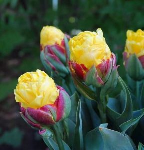 Тюльпан Айс Крим Банана купить по цене от 360р. в интернет-магазине «Посадика» с доставкой почтой в в Великий Устюге и по всей России – [изображение №1].