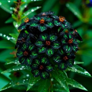 Флокс Ривьера купить по цене от 299р. в интернет-магазине «Посадика» с доставкой почтой в в Великий Устюге и по всей России – [изображение №1].