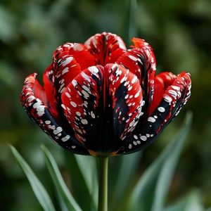 Тюльпан Вельвет Файер купить по цене от 394р. в интернет-магазине «Посадика» с доставкой почтой в в Великий Устюге и по всей России – [изображение №1].