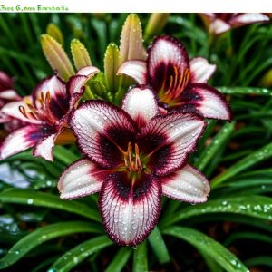 Лилейник Крим Сикл купить по цене от 799р. в интернет-магазине «Посадика» с доставкой почтой в в Великий Устюге и по всей России – [изображение №1].