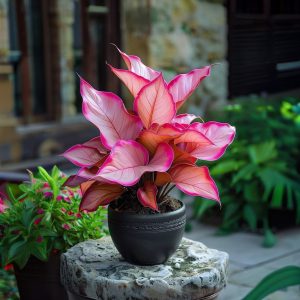 Хоста Розовая Симфония купить по цене от 800р. в интернет-магазине «Посадика» с доставкой почтой в в Великий Устюге и по всей России – [изображение №1].