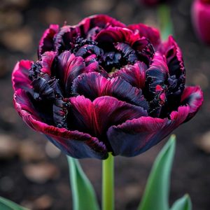 Тюльпан Фламинго купить по цене от 500р. в интернет-магазине «Посадика» с доставкой почтой в в Великий Устюге и по всей России – [изображение №1].