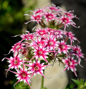 Флокс Метельчатый Путь купить по цене от 456р. в интернет-магазине «Посадика» с доставкой почтой в в Великий Устюге и по всей России – [изображение №1].