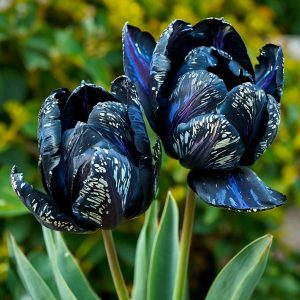 Тюльпан Блю Фог купить по цене от 500р. в интернет-магазине «Посадика» с доставкой почтой в в Великий Устюге и по всей России – [изображение №1].