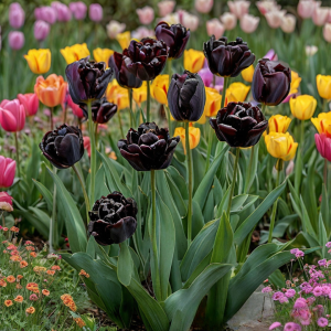 Тюльпан махровый Рейдинс Дарк купить по цене от 230р. в интернет-магазине «Посадика» с доставкой почтой в в Великий Устюге и по всей России – [изображение №1].