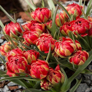 Тюльпан Ап Пинк купить по цене от 390р. в интернет-магазине «Посадика» с доставкой почтой в в Великий Устюге и по всей России – [изображение №1].