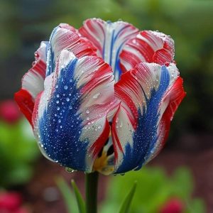 Тюльпан Ремс Сенсейшн купить по цене от 219р. в интернет-магазине «Посадика» с доставкой почтой в в Великий Устюге и по всей России – [изображение №1].