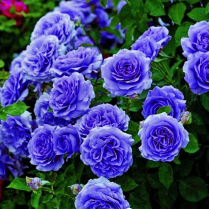 Роза Блю Мун купить по цене от 450р. в интернет-магазине «Посадика» с доставкой почтой в в Великий Устюге и по всей России – [изображение №1].