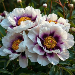 Пион Эко Саммер купить по цене от 548р. в интернет-магазине «Посадика» с доставкой почтой в в Великий Устюге и по всей России – [изображение №1].