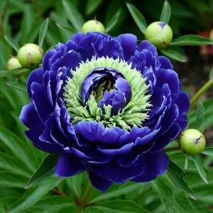 Пион Дримвивер купить по цене от 417р. в интернет-магазине «Посадика» с доставкой почтой в в Великий Устюге и по всей России – [изображение №1].