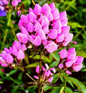 Флокс Бутоник купить по цене от 461р. в интернет-магазине «Посадика» с доставкой почтой в в Великий Устюге и по всей России – [изображение №1].