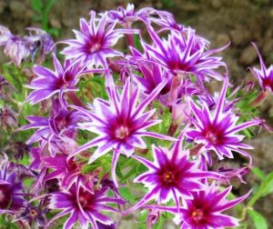 Флокс Звездное Кружево купить по цене от 361р. в интернет-магазине «Посадика» с доставкой почтой в в Великий Устюге и по всей России – [изображение №1].