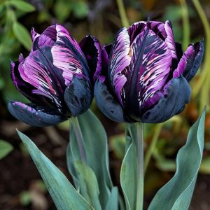 Тюльпан Блэк Каньон купить по цене от 305р. в интернет-магазине «Посадика» с доставкой почтой в в Великий Устюге и по всей России – [изображение №1].