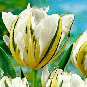 Тюльпан Экзотик Пуруссима купить по цене от 305р. в интернет-магазине «Посадика» с доставкой почтой в в Великий Устюге и по всей России – [изображение №1].