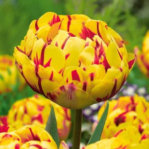 Тюльпан махровый Голден Ницц купить по цене от 361р. в интернет-магазине «Посадика» с доставкой почтой в в Великий Устюге и по всей России – [изображение №1].