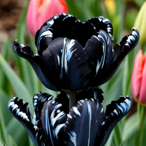Тюльпан Шелк Нуар купить по цене от 219р. в интернет-магазине «Посадика» с доставкой почтой в в Великий Устюге и по всей России – [изображение №1].