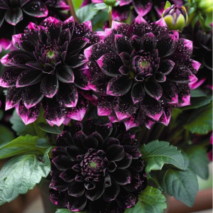 Георгин Лаванда Лейс купить по цене от 679р. в интернет-магазине «Посадика» с доставкой почтой в в Великий Устюге и по всей России – [изображение №1].