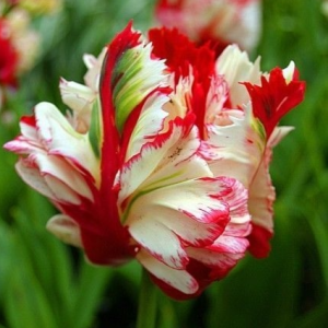 Тюльпан Эстелла Рижнвельд купить по цене от 500р. в интернет-магазине «Посадика» с доставкой почтой в в Великий Устюге и по всей России – [изображение №1].