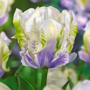 Тюльпан Уайт Лизарт купить по цене от 360р. в интернет-магазине «Посадика» с доставкой почтой в в Великий Устюге и по всей России – [изображение №1].