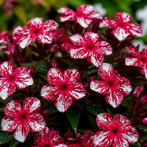 Флокс Ливер Гриммер купить по цене от 590р. в интернет-магазине «Посадика» с доставкой почтой в в Великий Устюге и по всей России – [изображение №1].