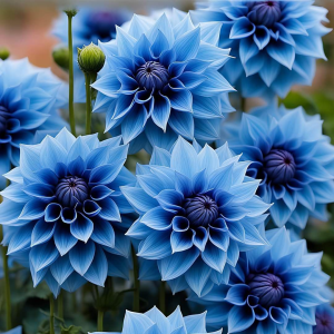 Георгин Вижапе купить по цене от 699р. в интернет-магазине «Посадика» с доставкой почтой в в Великий Устюге и по всей России – [изображение №1].