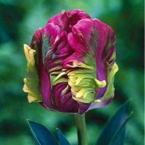 Тюльпан Экзотик Хэвен купить по цене от 186р. в интернет-магазине «Посадика» с доставкой почтой в в Великий Устюге и по всей России – [изображение №1].