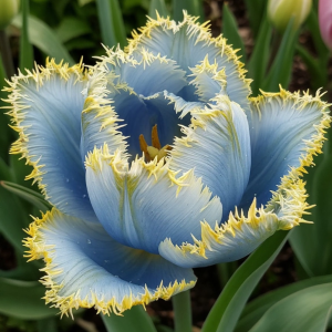 Тюльпан Махровый Амплуа купить по цене от 199р. в интернет-магазине «Посадика» с доставкой почтой в в Великий Устюге и по всей России – [изображение №1].